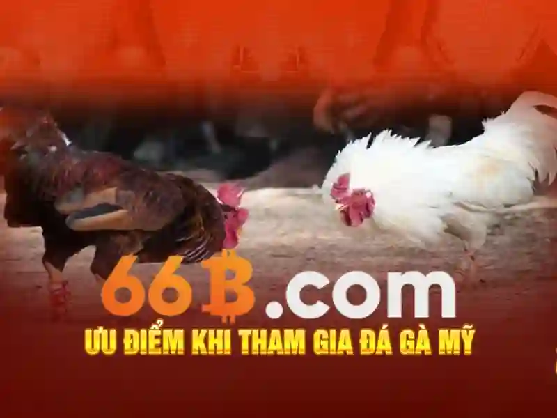 66B là gì?