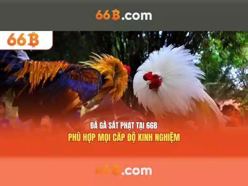 Kiến trúc và tiềm năng của 66b\n