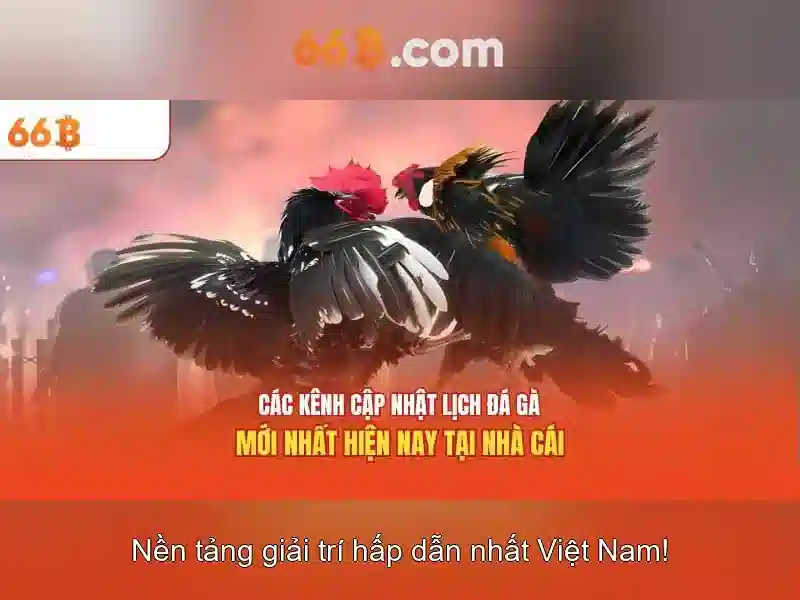 66b là gì? - Khai thác một khái niệm liên ngành